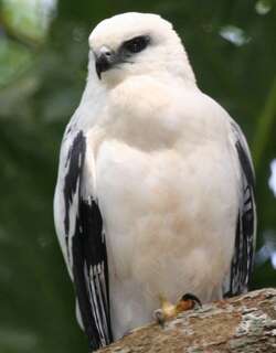 白南美鵟 / White Hawk / Pseudastur albicollis