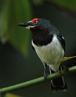 眼瘤鹟 / Brown-throated Wattle-eye / Platysteira cyanea