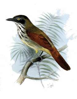 宽纹胸巨鹛 / Bold-striped Tit-Babbler / Mixornis bornensis