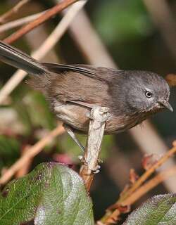 鹪雀莺 / Wrentit / Chamaea fasciata