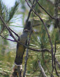 马岛杜鹃 / Madagascan Cuckoo / Cuculus rochii