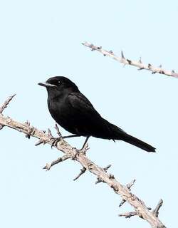 哈氏黑霸鹟 / Hudson’s Black Tyrant / Knipolegus hudsoni