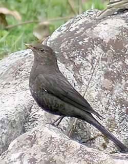藏乌鸫 / Tibetan Blackbird / Turdus maximus