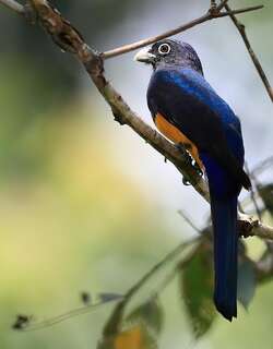 白尾美洲咬鹃 / White-tailed Trogon / Trogon chionurus