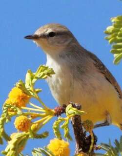 黄嘴孤莺 / Yellow-bellied Eremomela / Eremomela icteropygialis