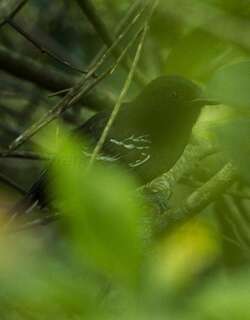 辉黑蚁鸟 / Jet Antbird / Cercomacra nigricans