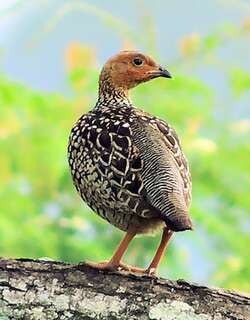 花彩鹧鸪 / Painted Francolin / Francolinus pictus