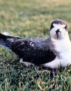 夏威夷圆尾鹱 / Hawaiian Petrel / Pterodroma sandwichensis