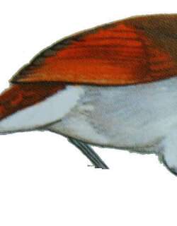 灰胁噪鹛 / Grey-sided Laughingthrush / Pterorhinus caerulatus