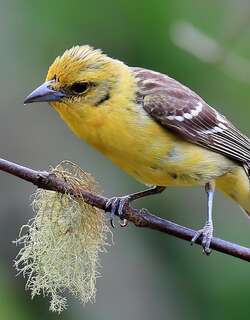火领丽唐纳雀 / Flame-colored Tanager / Piranga bidentata