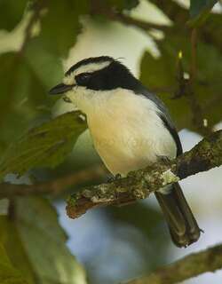 灰绿丛鵙 / Bocage’s Bushshrike / Chlorophoneus bocagei