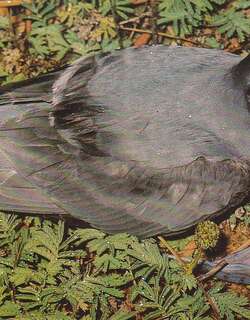 细嘴锯鹱 / Slender-billed Prion / Pachyptila belcheri