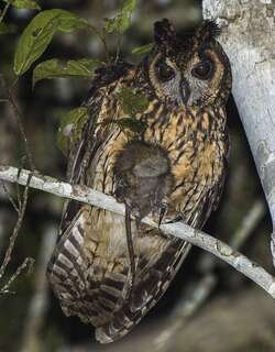 马岛长耳鸮 / Madagascan Owl / Asio madagascariensis