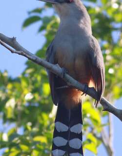 长嘴蜥鹃 / Hispaniolan Lizard Cuckoo / Coccyzus longirostris