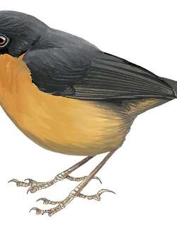 中山鼠莺 / Bicolored Mouse-warbler / Crateroscelis nigrorufa