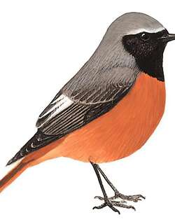 黑喉红尾鸲 / Hodgson’s Redstart / Phoenicurus hodgsoni