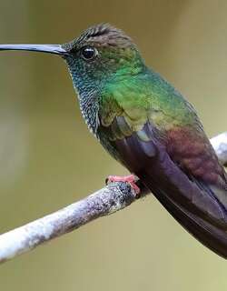 斑胸棕尾蜂鸟 / Bronze-tailed Plumeleteer / Chalybura urochrysia