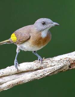 棕斑蚊蜜鸟 / Rufous-banded Honeyeater / Conopophila albogularis