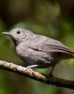 纯色蚁鹩 / Unicolored Antwren / Myrmotherula unicolor