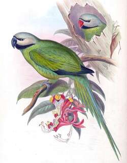 布莱氏鹦鹉 / Nicobar Parakeet / Psittacula caniceps
