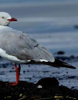 灰头鸥 / Grey-headed Gull / Chroicocephalus cirrocephalus