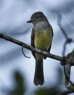 巴拿马蝇霸鹟 / Panamanian Flycatcher / Myiarchus panamensis