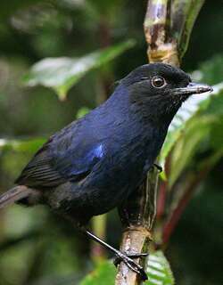斯里兰卡啸鸫 / Sri Lanka Whistling Thrush / Myophonus blighi