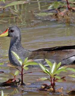 小黑水鸡 / Lesser Moorhen / Paragallinula angulata