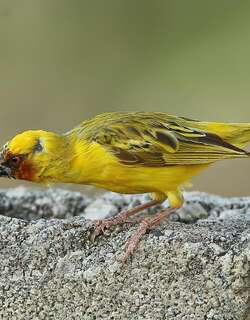 栗脸织雀 / Rüppell’s Weaver / Ploceus galbula