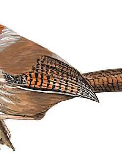 台湾斑翅鹛 / Taiwan Barwing / Actinodura morrisoniana