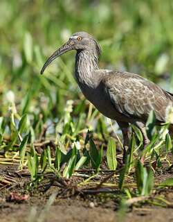 铅色鹮 / Plumbeous Ibis / Theristicus caerulescens
