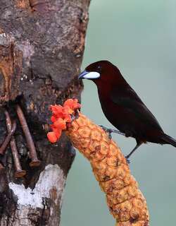 银嘴唐纳雀 / Silver-beaked Tanager / Ramphocelus carbo