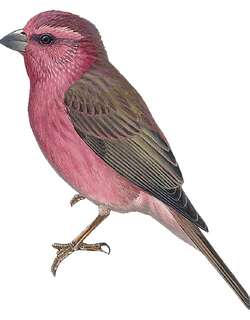 喜山红腰朱雀 / Blyth’s Rosefinch / Carpodacus grandis