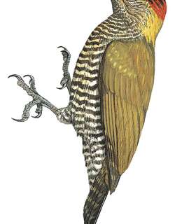 乔科啄木鸟 / Choco Woodpecker / Veniliornis chocoensis