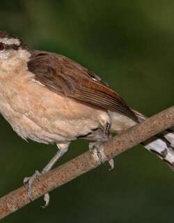 灰曲嘴鹪鹩 / Bicolored Wren / Campylorhynchus griseus