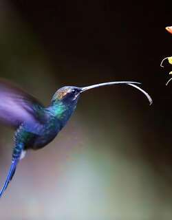 白须隐蜂鸟 / White-whiskered Hermit / Phaethornis yaruqui