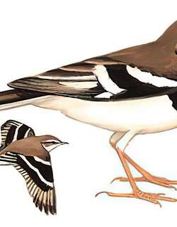 山鹡鸰 / Forest Wagtail / Dendronanthus indicus