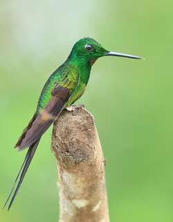 皇辉蜂鸟 / Empress Brilliant / Heliodoxa imperatrix