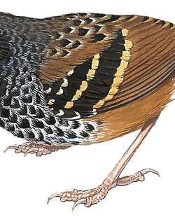扇尾蚁鸟 / Scalloped Antbird / Myrmoderus ruficauda