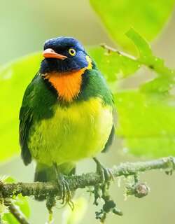 橙胸食果伞鸟 / Orange-breasted Fruiteater / Pipreola jucunda