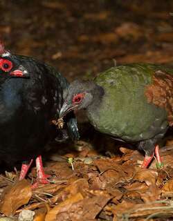 冕鹧鸪 / Crested Partridge / Rollulus rouloul