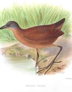 红田鸡 / Ruddy Crake / Laterallus ruber