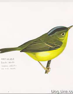 比氏鹟莺 / Bianchi’s Warbler / Phylloscopus valentini