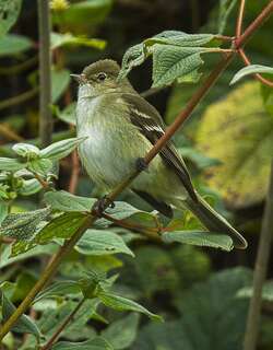 岭拟霸鹟 / Sierran Elaenia / Elaenia pallatangae