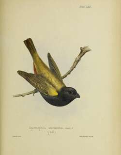 黄肩草雀 / Yellow-shouldered Grassquit / Loxipasser anoxanthus