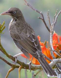珠眼嘲鸫 / Pearly-eyed Thrasher / Margarops fuscatus