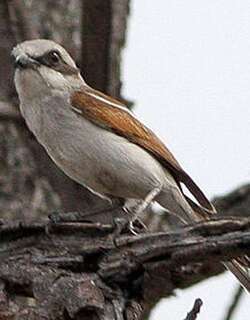 南非伯劳 / Souza’s Shrike / Lanius souzae
