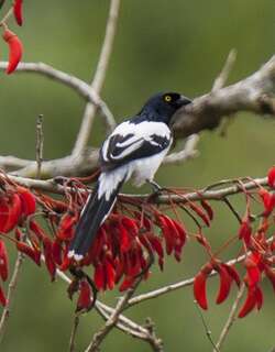鹊色唐纳雀 / Magpie Tanager / Cissopis leverianus