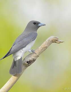 白胸燕鵙 / White-breasted Woodswallow / Artamus leucorynchus