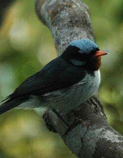 蓝冠阔嘴鹟 / Azure-crested Flycatcher / Myiagra azureocapilla